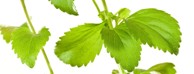 Stevia