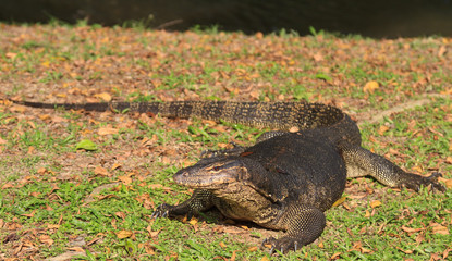 Monitor Lizard