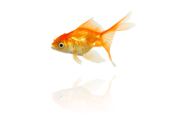 Fototapeta premium gold fish