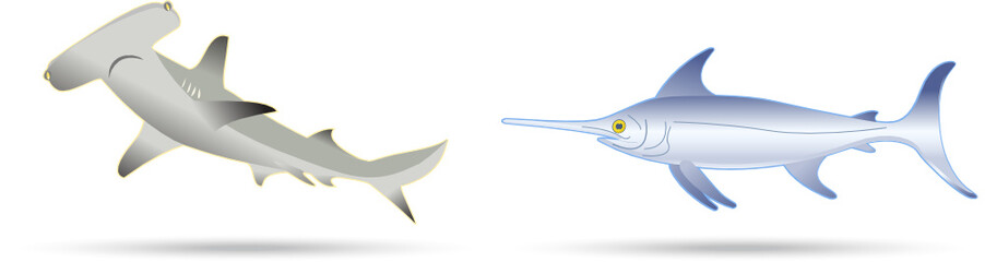 isolated sword fish and hammer shark
