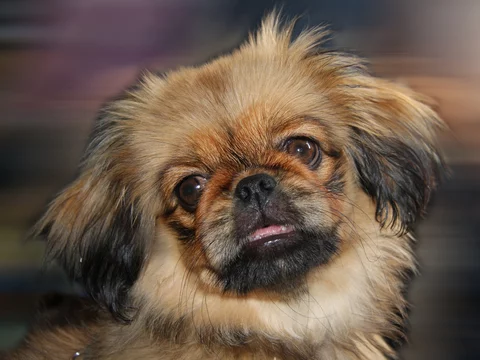 Efternavn Ansættelse dejligt at møde dig Pekinese Hund Stock Photo | Adobe Stock