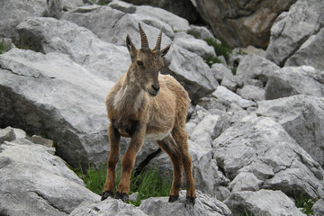 Bouquetin