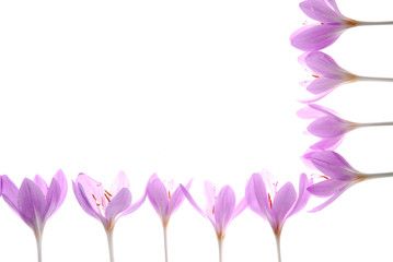 pink crocus flowers on white background