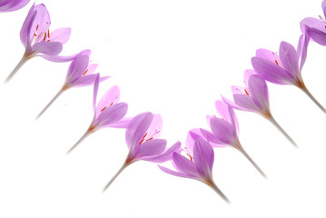 pink crocus flowers on white background