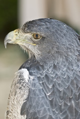 Aguila en primer plano.