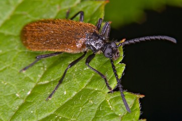 Lagria hirta - a darkling beetle