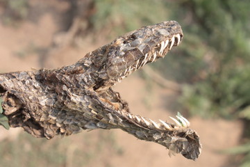 Anaconda muerta abriendo la boca