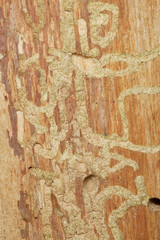 Damage on tree after beetles