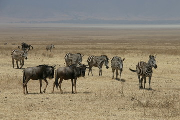 Fototapeta na wymiar zebres et gnous