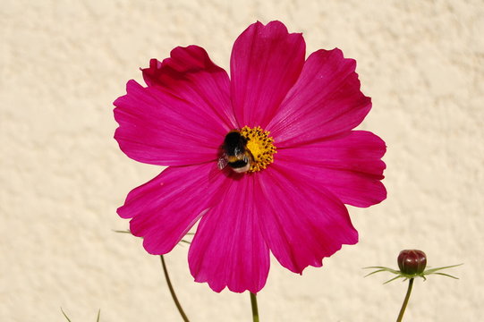Fleur champetre