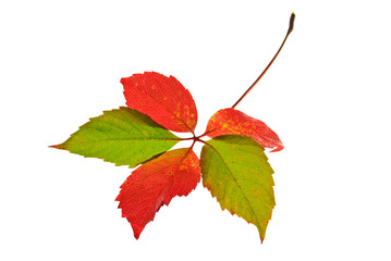 Autumn leaf isolated