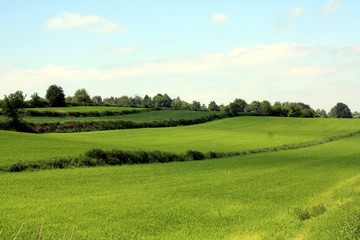 Fototapeta na wymiar Green meadow in Roztocze in Poland
