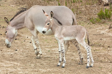 Somali wild ass baby and mother