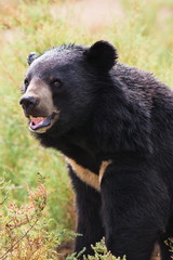 Tibetan bear roar ferocity