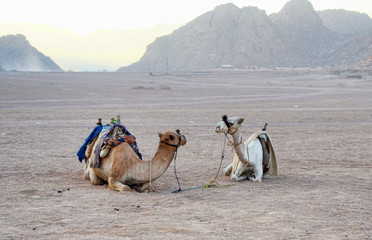 Fototapeta premium Two camels