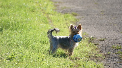 Terrier