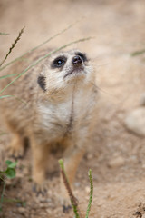 Fototapeta premium watchful meerkat standing guard