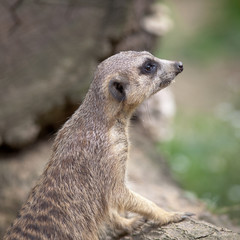 Fototapeta premium watchful meerkat standing guard