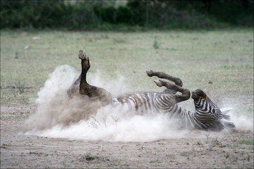 Obraz na płótnie Canvas Zebra w pył. 2