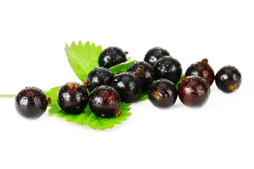 Чёрная смородина