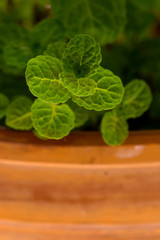 Mint bush in a flowerpot