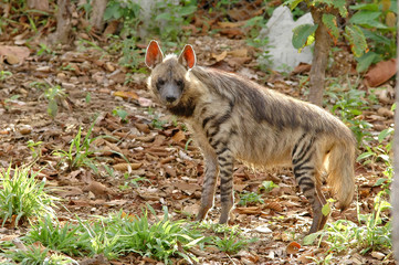 striped hyena