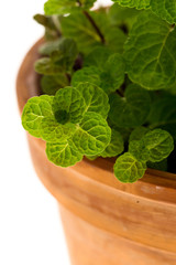 Mint bush in a flowerpot