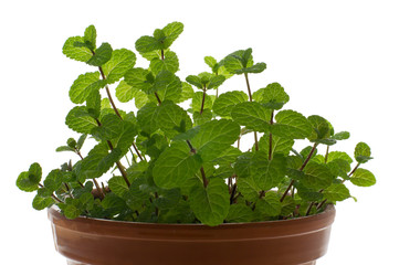 Peppermint in a flowerpot