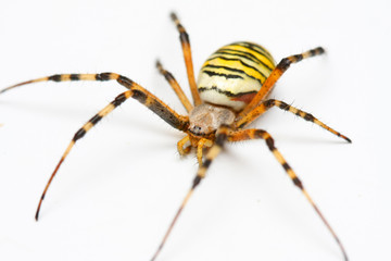 araignée