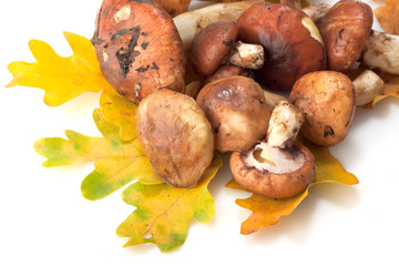 yellow boletus with oak leafs: timber resources