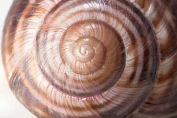 Poster spiral on snail shells © Andrei Rybachuk