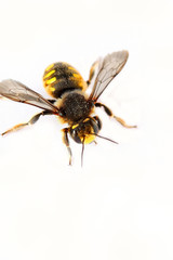 abeille