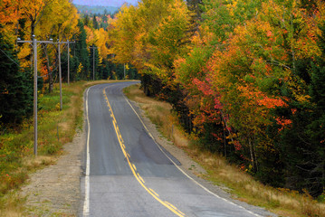 Autumn Foliage