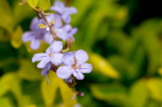 Forget me Not