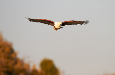 Fish Eagle hunting