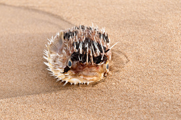 Dead Fish
