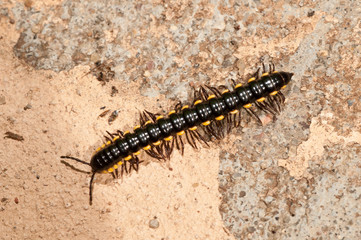 Caterpillar