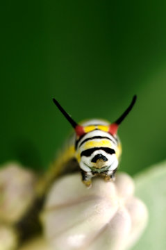 Caterpillar