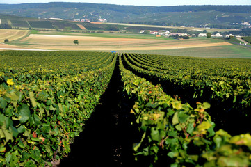 Vignoble de Champagne