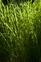 Grass Green