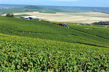 Vendanges en Champagne