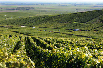 Vendanges en Champagne