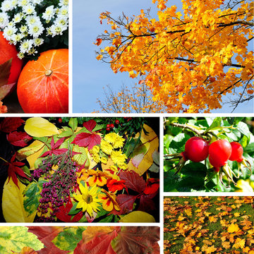 bunte Herbst Collage