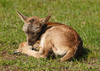 Resting baby moufflon, warm spring weather