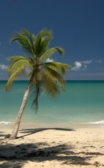 Fototapeta na wymiar Palma na plaży turystycznej Martyniki