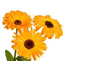 Fototapeta premium Beautiful flowers isolated on white background