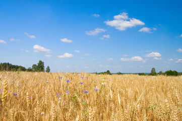 Ripe rye against the blue sky