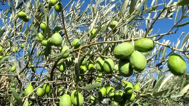 Olives sur rameaux