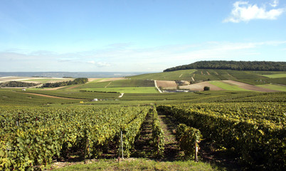 Vignoble de Champagne