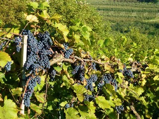 Weinanbaugebiet - Bodensee